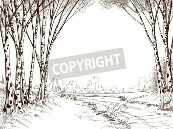 Fototapete Zeichnung von Birken