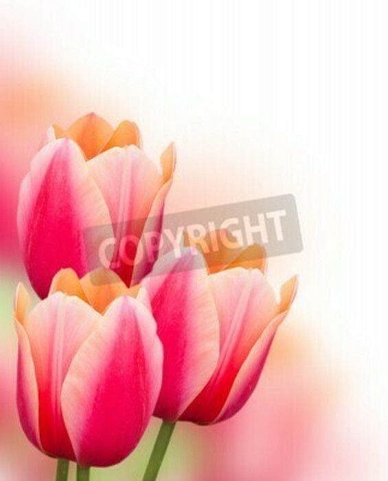 Bild Rosa Tulpen auf hellem Hintergrund