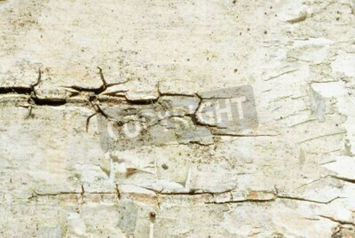 Fototapete Makro Birkenrinde