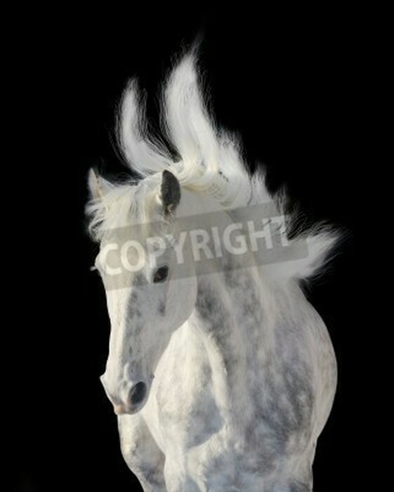 Fototapete Tier mit einer geschlagenen mähne