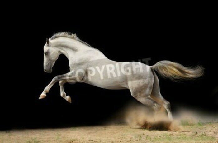 Fototapete Springendes pferd auf dunklem hintergrund