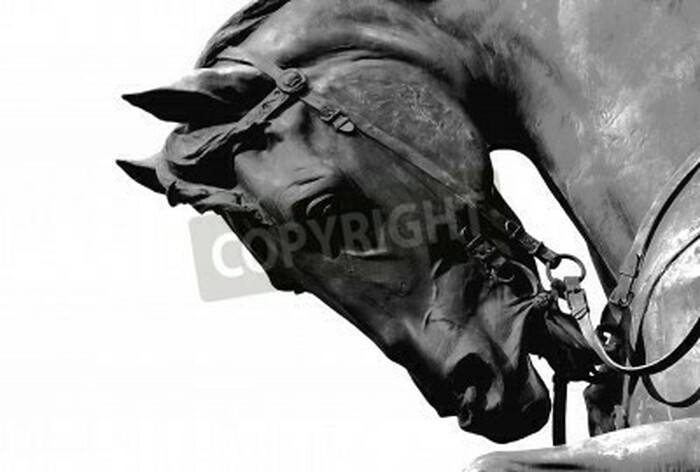 Fototapete Schwarzer hengst vor einem hellen hintergrund