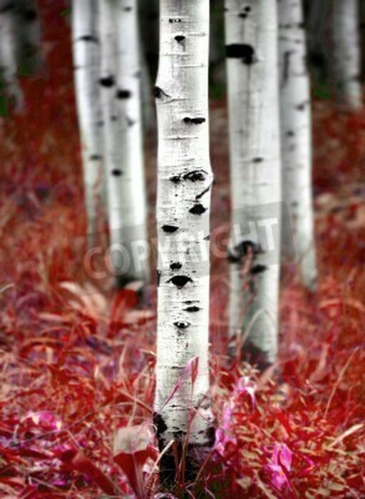 Fototapete Birken und rote Blumen