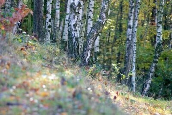 Fototapete Gras und Birken