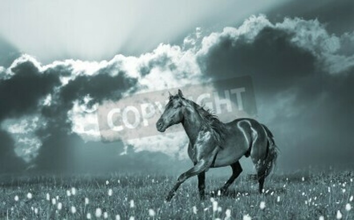 Fototapete Hengst im sonnenschein