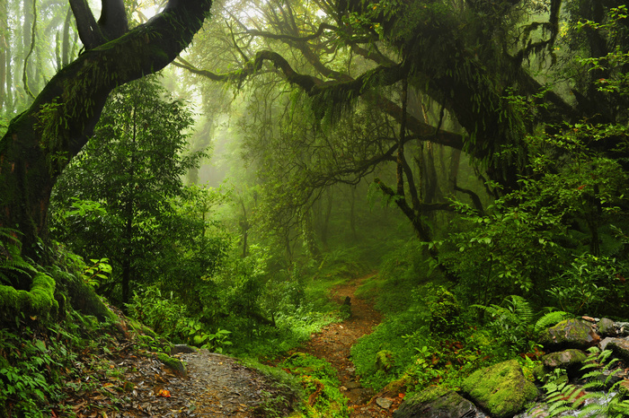 Fototapete Tropen und dichte Vegetation