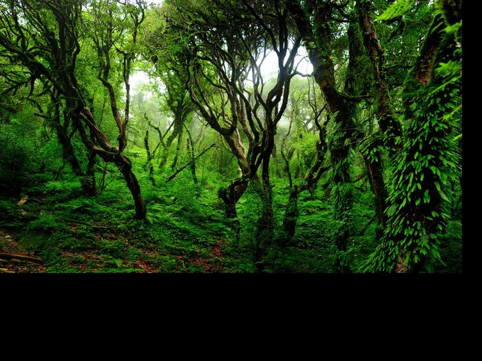 Fototapete Dschungel Bäume und Lianen