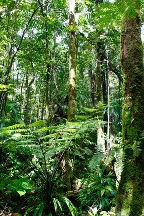 Fototapete Dschungelpflanzen in Sonnenstrahlen