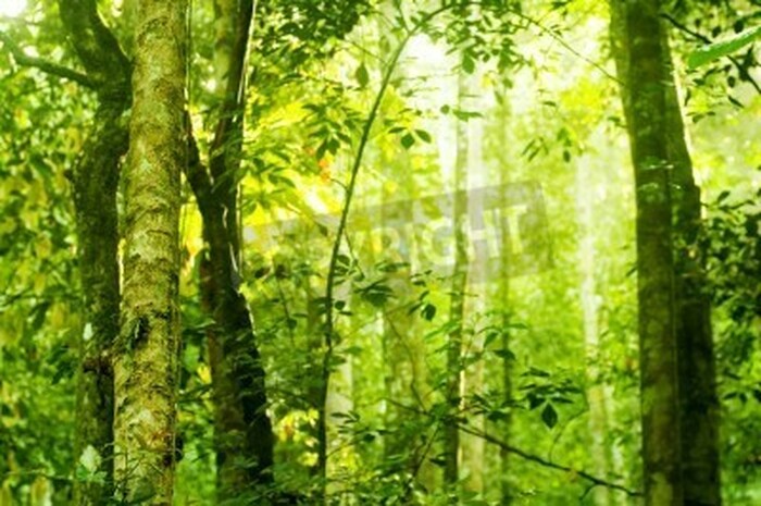 Fototapete Dschungel am Morgen