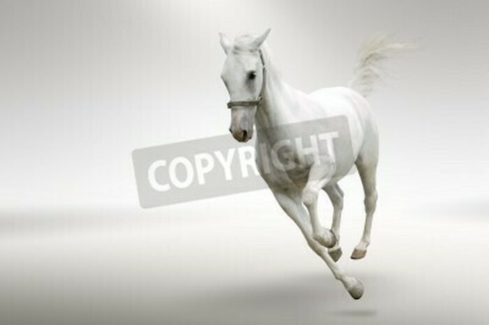 Fototapete Laufendes pferd auf weißem hintergrund