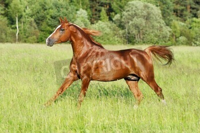 Fototapete Rappe im galopp