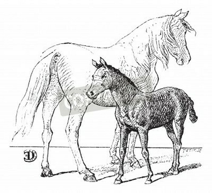 Fototapete Schwarz-weiße skizze pferde