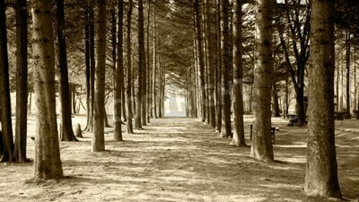 Fototapete Bäume in Sepia