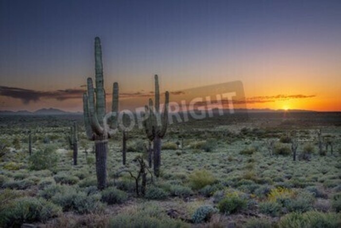 Fototapete Wüste in Arizona