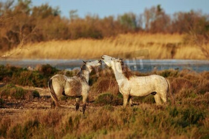 Fototapete Zwei pferde auf der weide