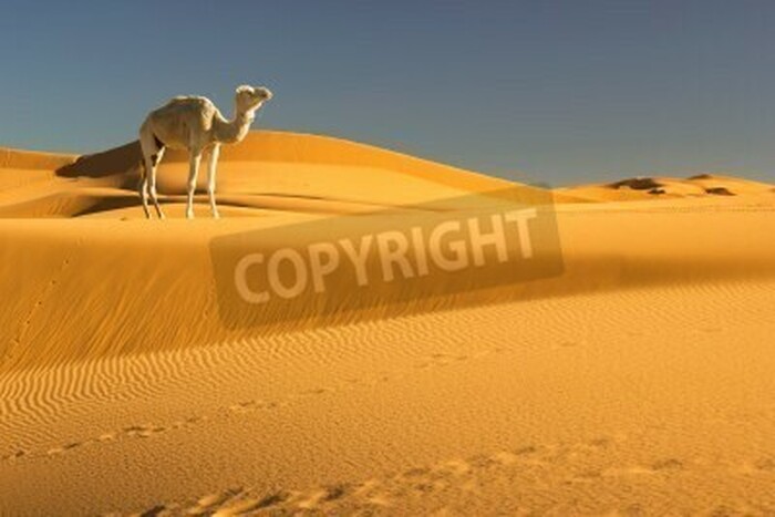 Fototapete Kamel in der Wüste