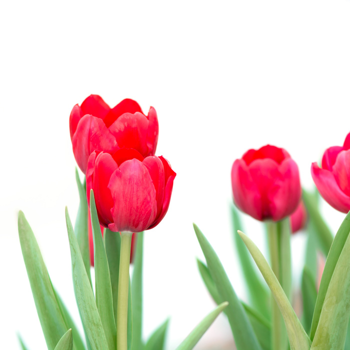 Poster Rote Tulpen auf weißem Hintergrund