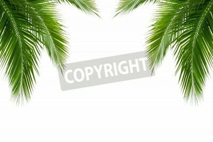 Fototapete Kokosnusspalmblätter aus Tropen