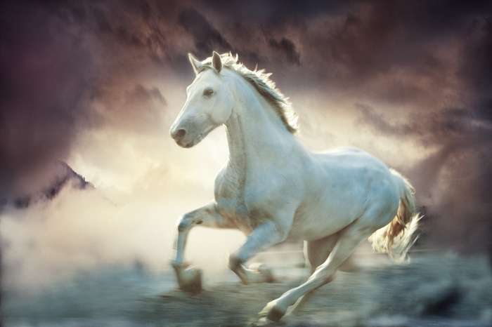 Fototapete Weißes pferd im nebel