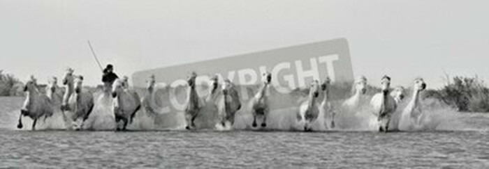 Fototapete Schwarz-weiß-bild einer pferdeherde