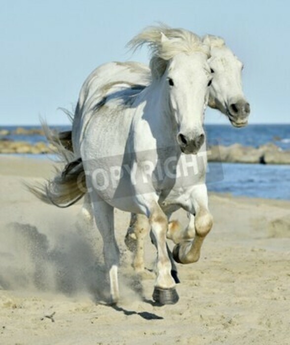Fototapete Pferde am strand weiße