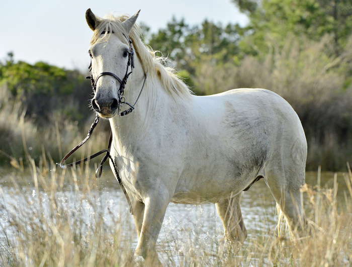 Fototapete Porträt des weißen camargue-pferdes