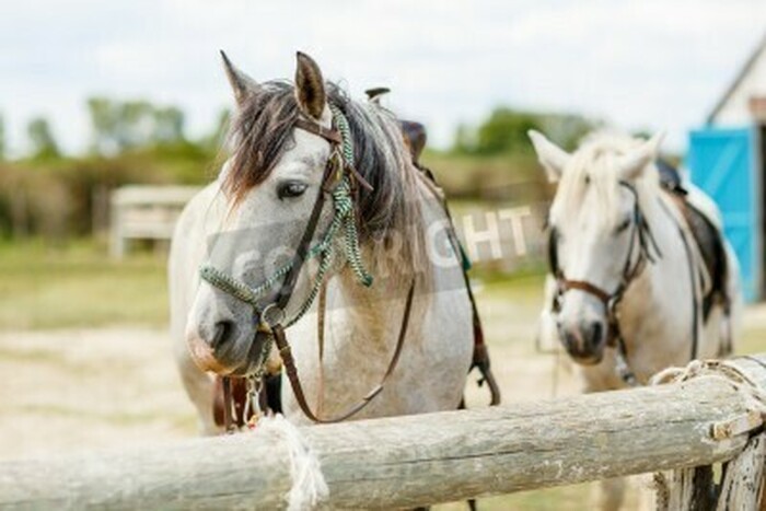 Fototapete Pferde im geschirr