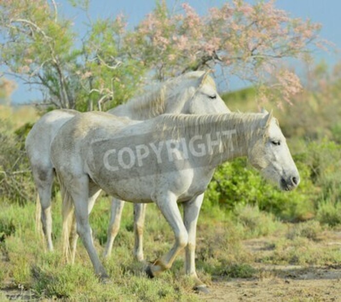 Fototapete Pferde im grünen garten