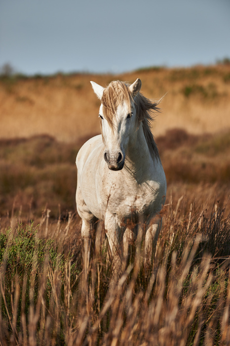 Fototapete Hengst auf einer wilden wiese