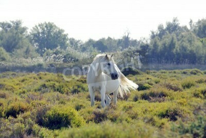 Fototapete Weißpferd und grünanlage