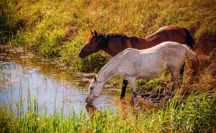 Fototapete Pferde trinken wasser aus dem fluss
