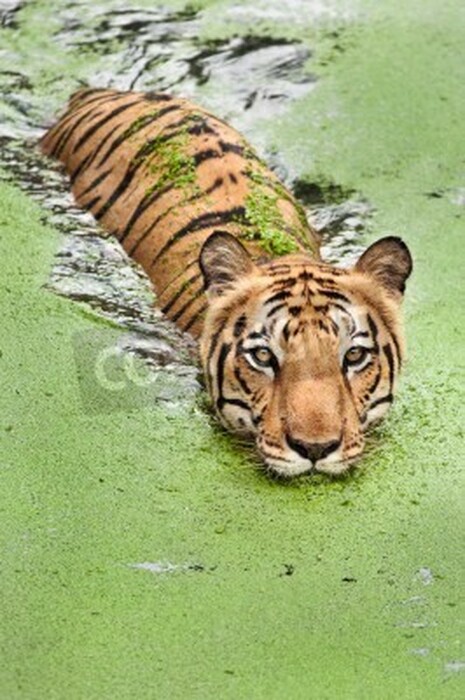 Poster Durch sumpfiges wasser schwimmender tiger