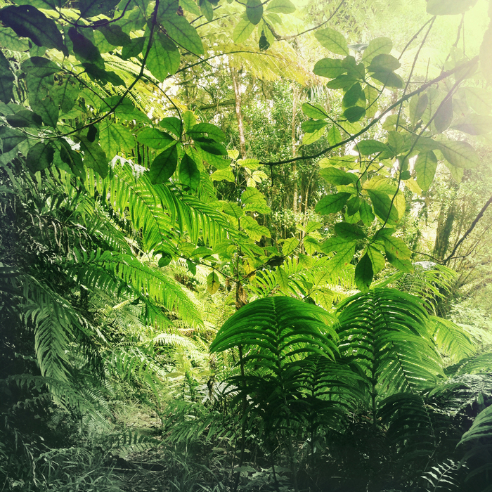 Fototapete Blätter in Grün im Dschungel