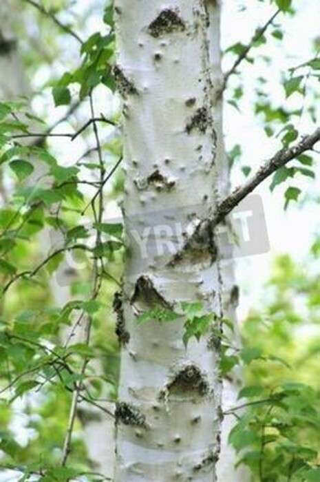 Fototapete Birkenrinde aus nächster Nähe