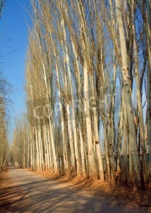 Fototapete Birken am Weg
