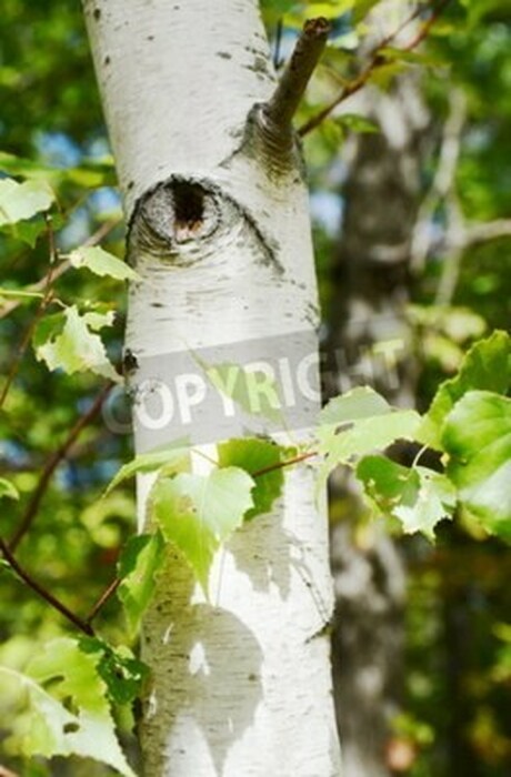 Fototapete Birke aus nächster Nähe