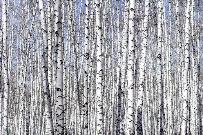 Fototapete Dichter Wald mit Birken