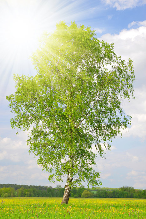 Fototapete 3D Birke in der Sonne