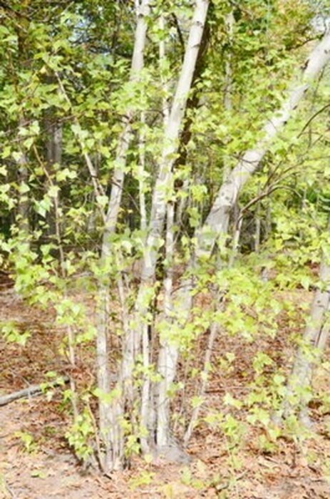 Fototapete Birke Wald in der Sonne