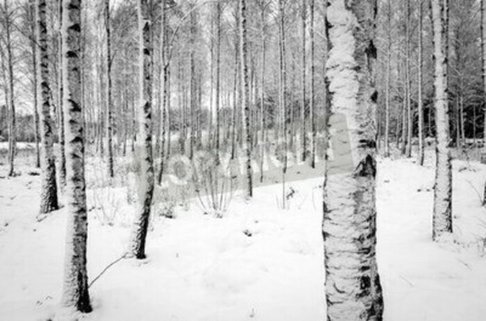 Fototapete Birkenbäume im Winter