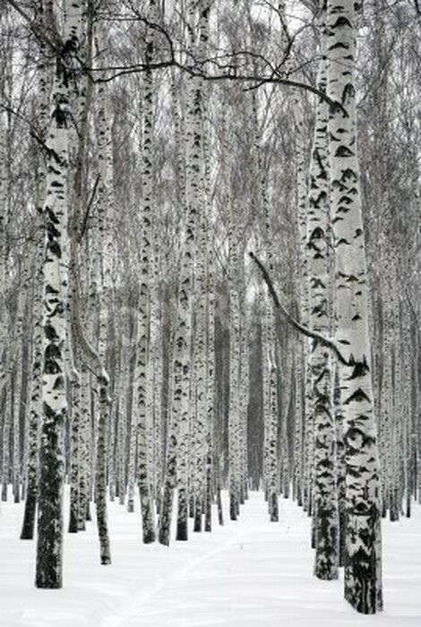 Fototapete Schwarz-weiße Birken im Schnee