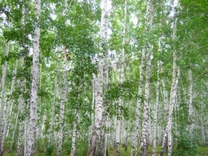 Fototapete Dichte Birken