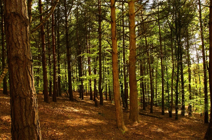 Fototapete Birken und Buchen