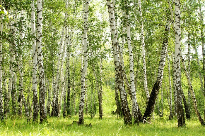 Fototapete 3D Birken im Wald