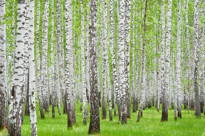 Fototapete Birkenwald schwarz-weiße