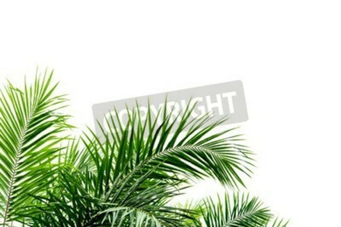 Fototapete Palmenblätter auf weißem Hintergrund