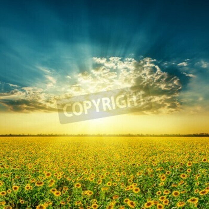 Bild Sonnenblumenfeld vor dem Hintergrund der Wolken