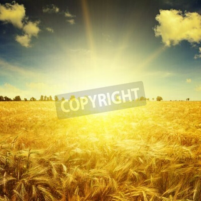 Fototapete Sonnenaufgang über Weizenfeld