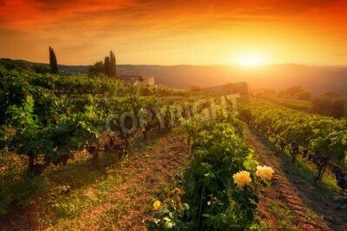 Fototapete Orangefarbener Sonnenuntergang hinter dem Weingut