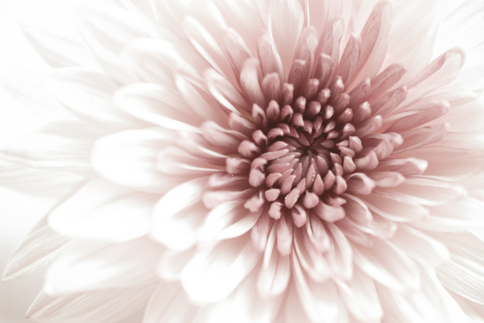 Fototapete Blumen 3d